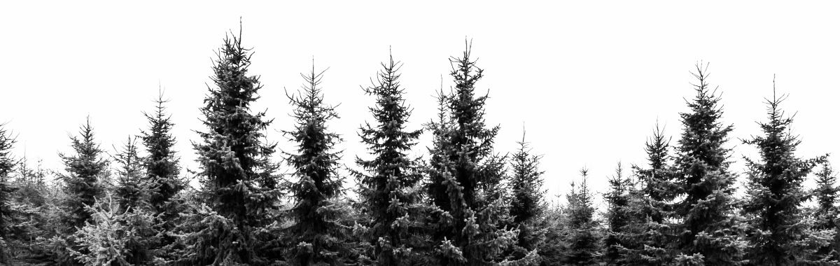 Forêt de conifères, symbole de l’engagement écologique de Silwete. Des packagings FSC pour une création plus responsable et respectueuse.