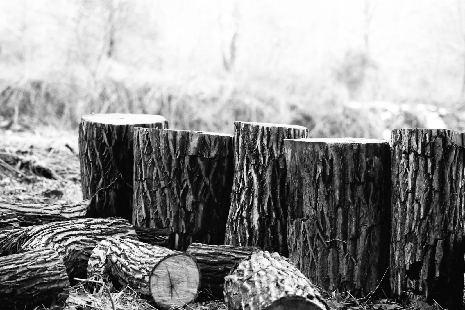 Troncs d’arbres coupés dans une forêt gérée durablement. Silwete utilise un packaging certifié FSC, issu de sources responsables et traçables.